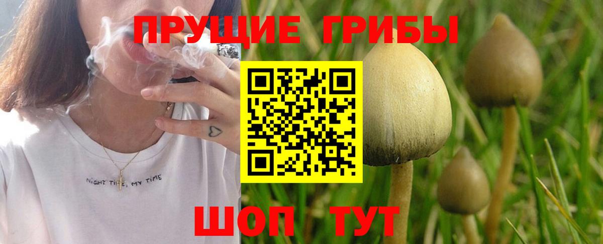 Псилоцибиновые грибы Psilocybine cubensis Сергиев Посад